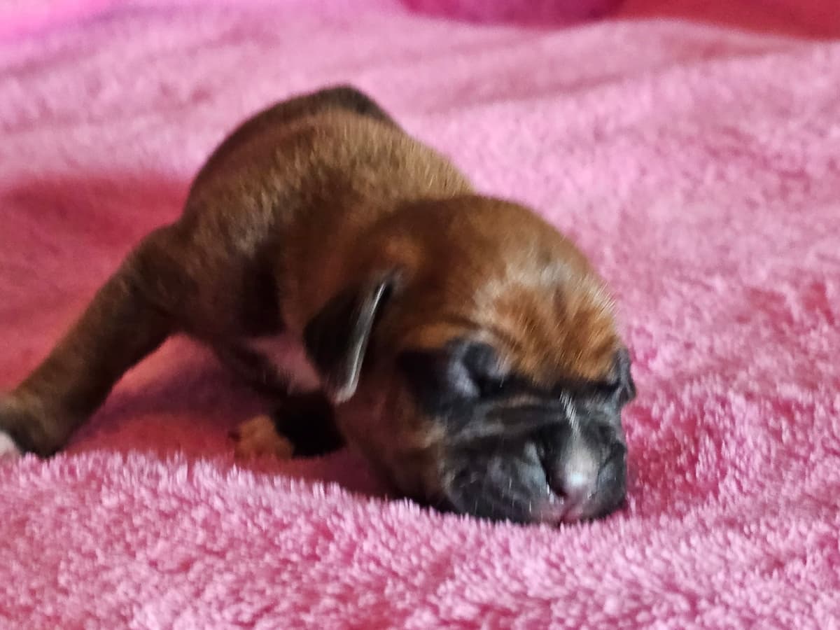 Boxer Puppies breeder image 6