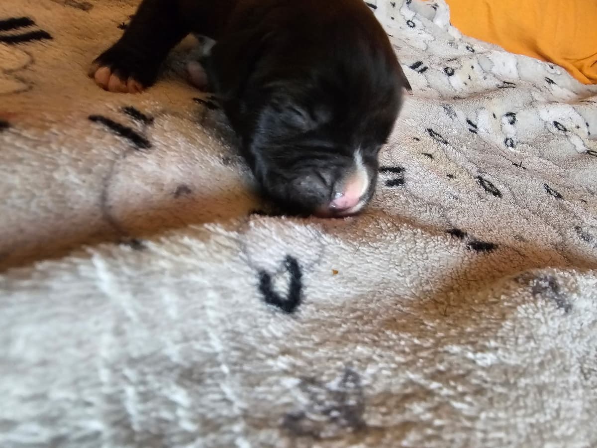 Boxer Puppies breeder image 9
