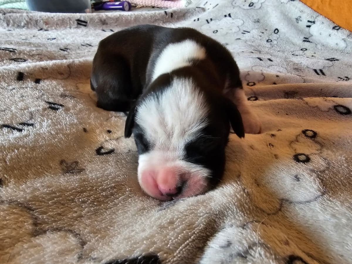 Boxer Puppies breeder image 12