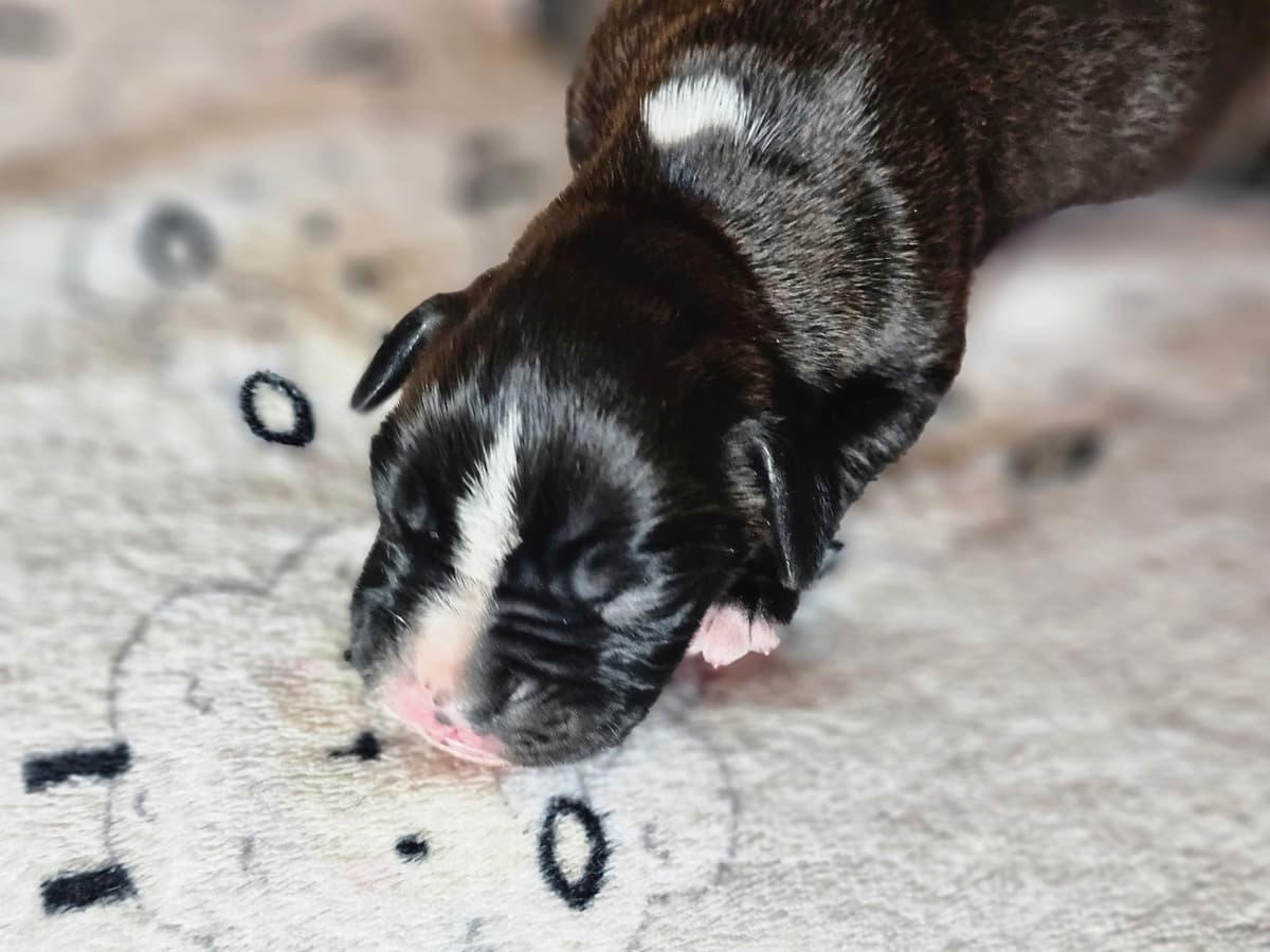 Boxer Puppies breeder image 15