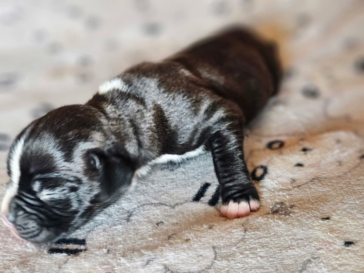 Boxer Puppies breeder image 16