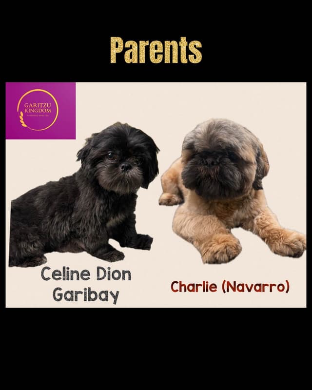 Shih Tzu Puppies media 8