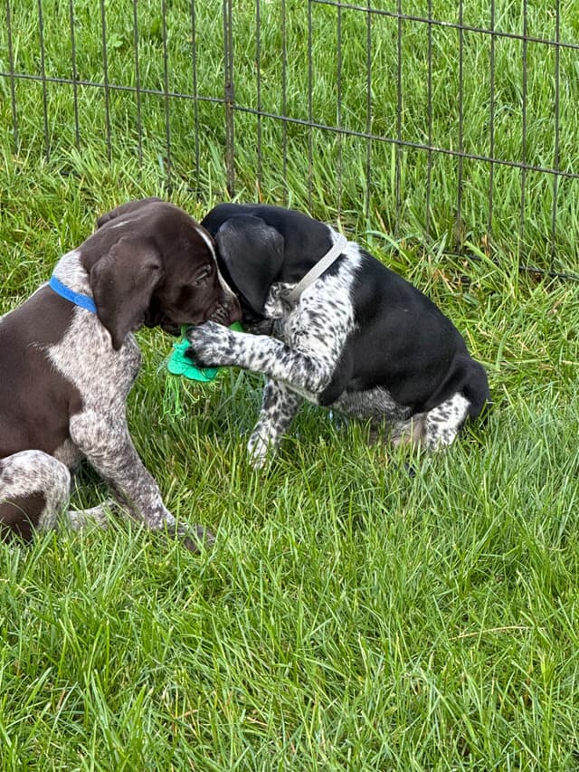German Shorthaired Pointer Puppies Available Now ! media 3