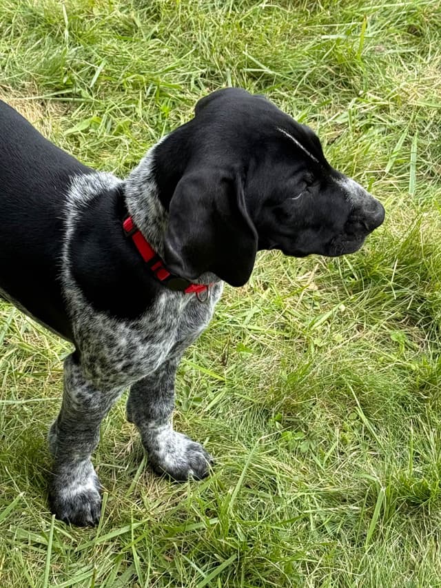 German Shorthaired Pointer Puppies Available Now ! media 2