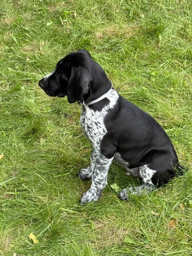German Shorthaired Pointer Puppies Available Now ! media 4