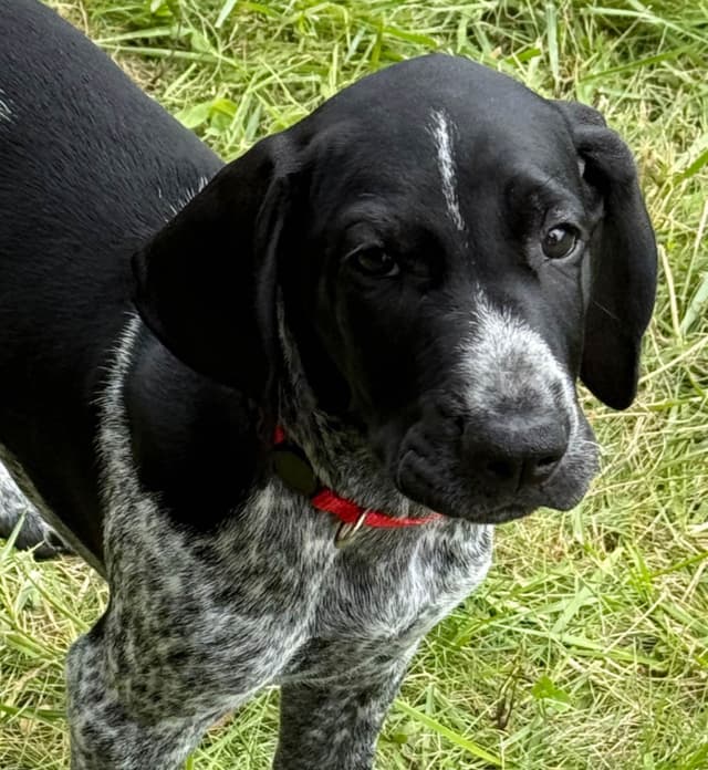 German Shorthaired Pointer Puppies Available Now ! media 6