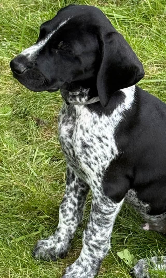 German Shorthaired Pointer Puppies Available Now ! media 5