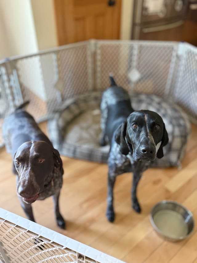 German Shorthaired Pointer Puppies Available Now ! media 9