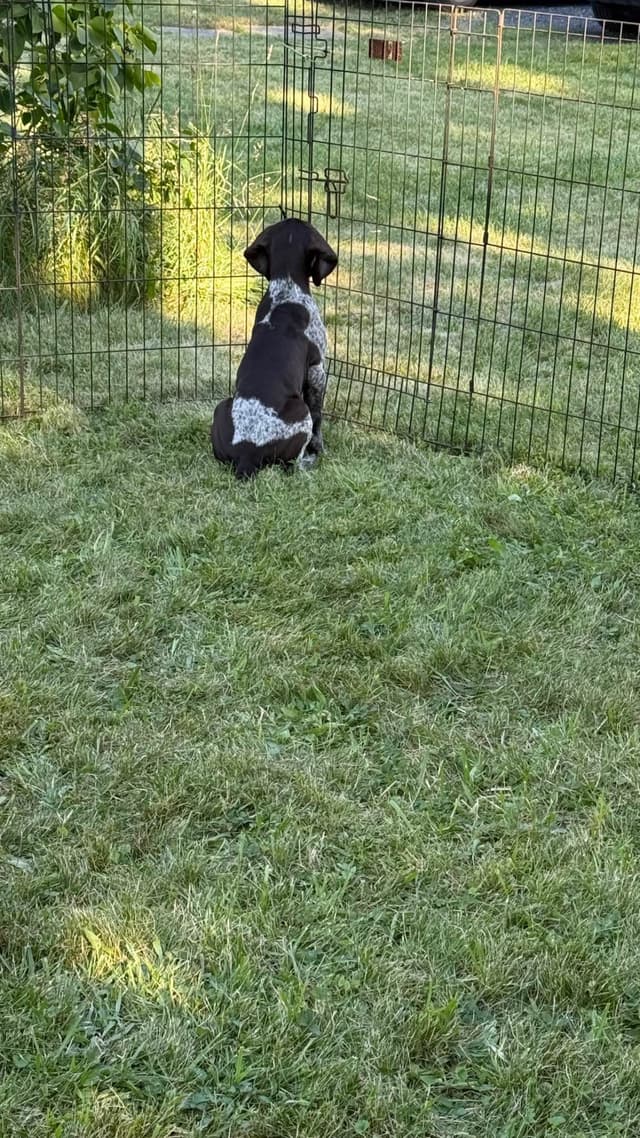 German Shorthaired Pointer Puppies Available Now ! media 8