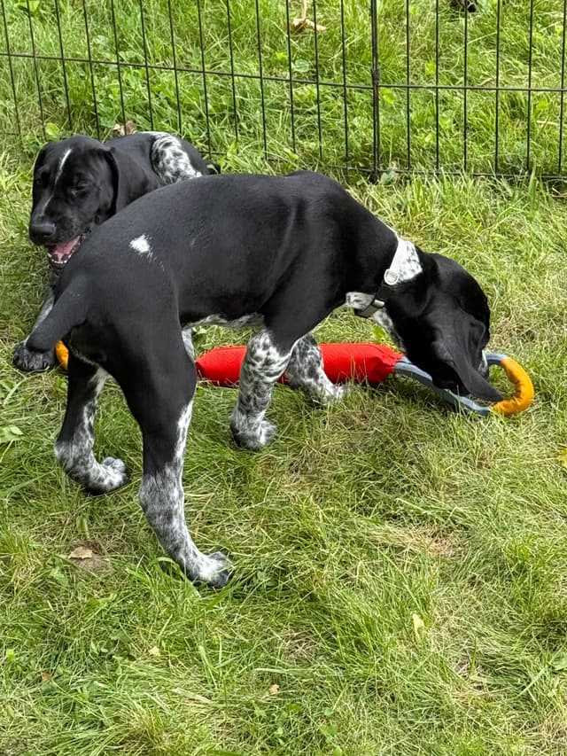 German Shorthaired Pointer Puppies Available Now ! media 12