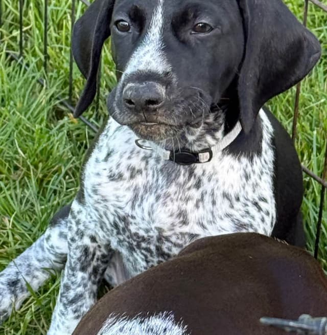 German Shorthaired Pointer Puppies Available Now ! media 10