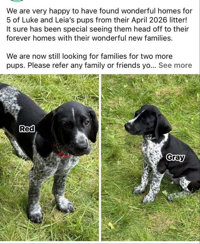 German Shorthaired Pointer Puppies Available Now ! media 11