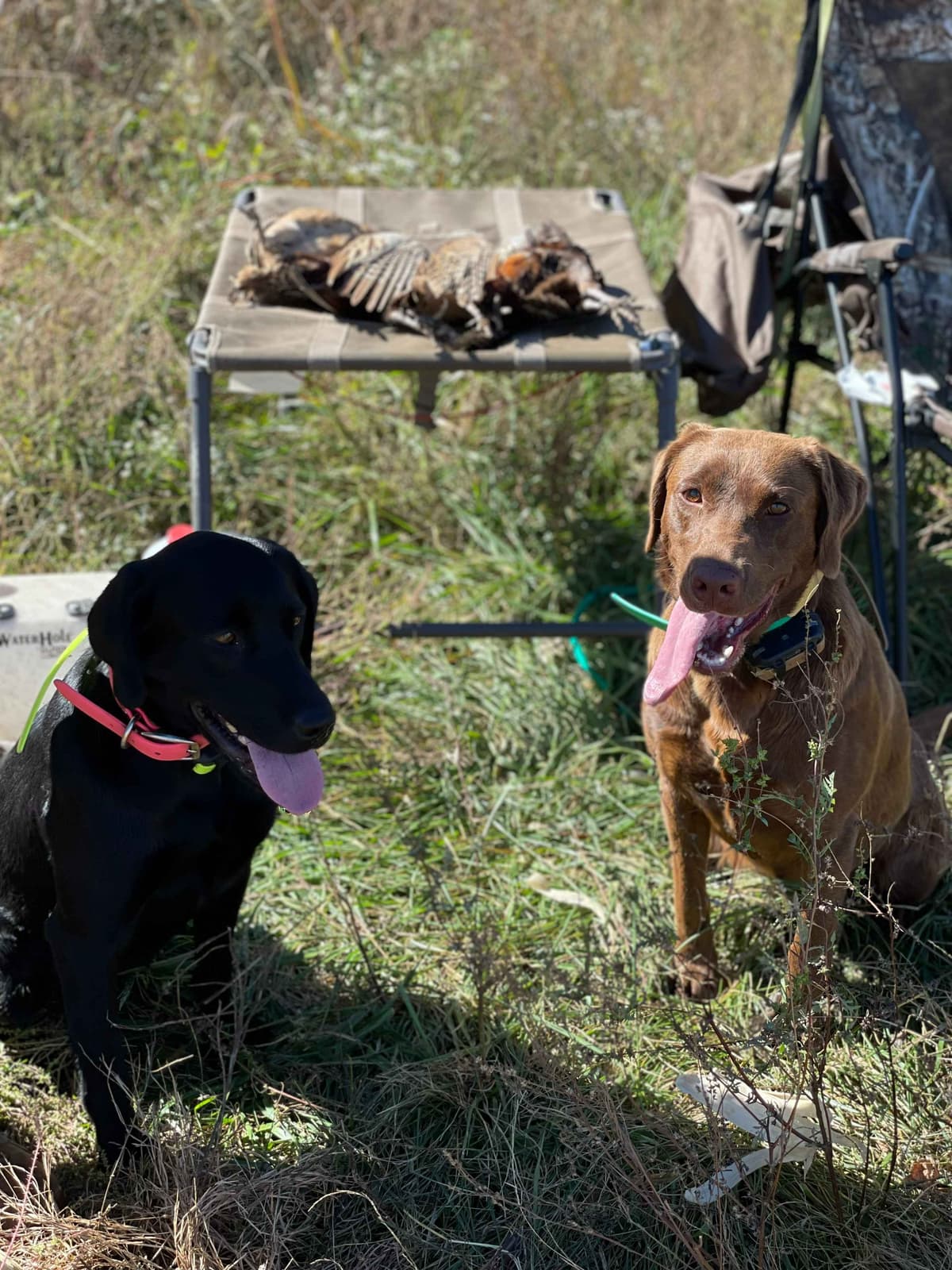 9 week old Chocolate Labrador Retriever - Female breeder image 13