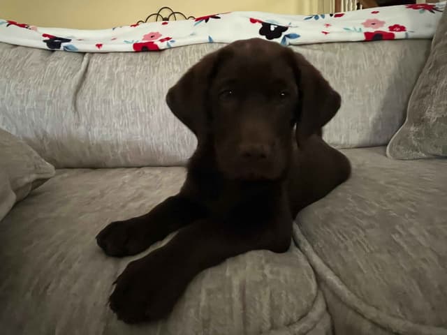9 week old Chocolate Labrador Retriever - Female media 3