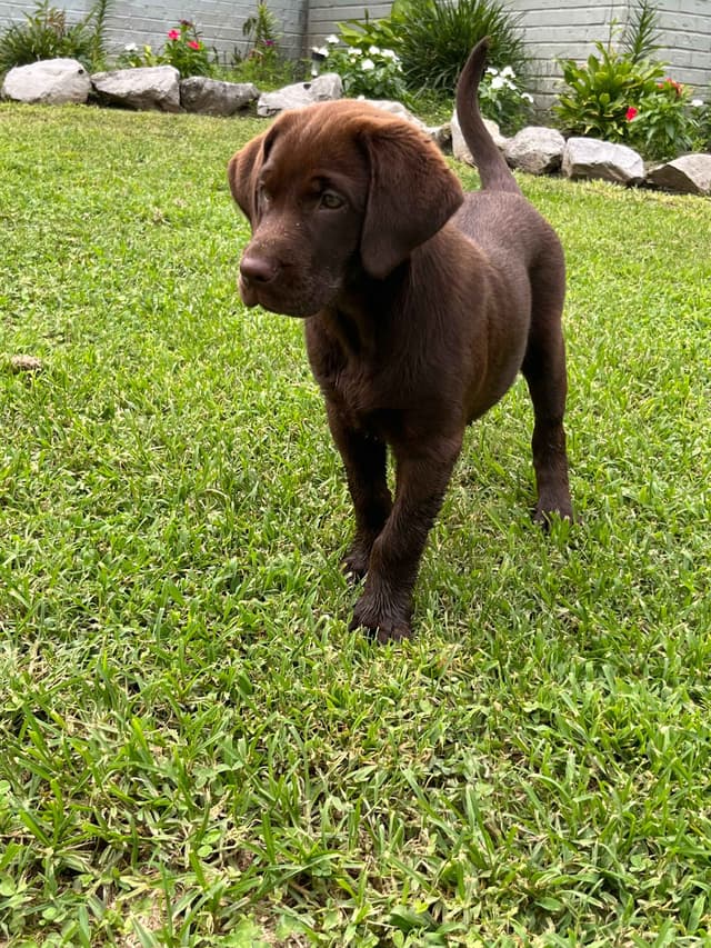 9 week old Chocolate Labrador Retriever - Female media 5