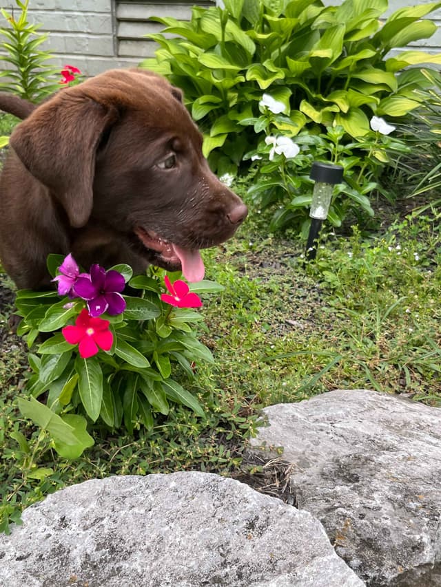 9 week old Chocolate Labrador Retriever - Female media 4