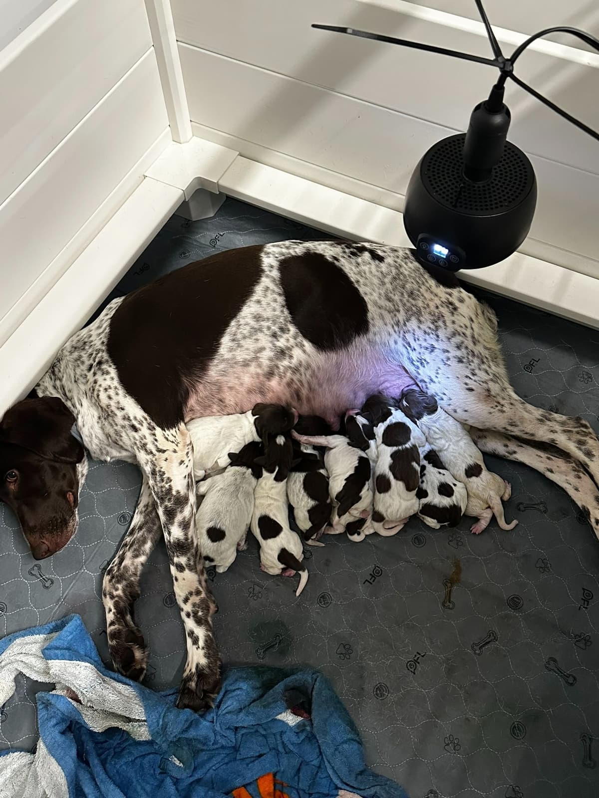 German Shorthaired Pointer Puppies breeder image 11
