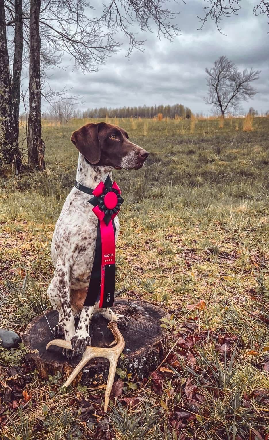 German Shorthaired Pointer Puppies breeder image 4