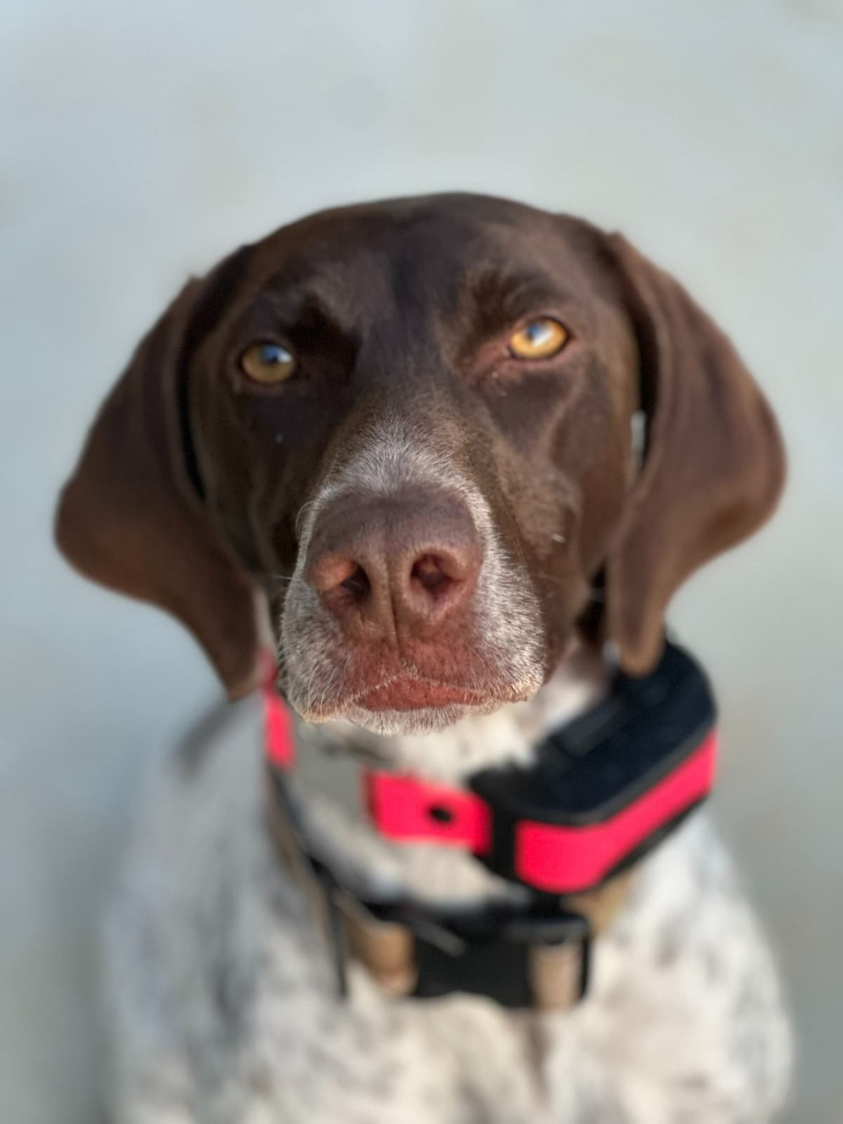 German Shorthaired Pointer Puppies breeder image 5
