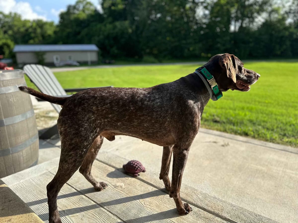 German Shorthaired Pointer Puppies breeder image 7