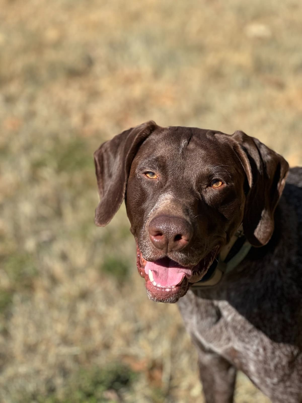 German Shorthaired Pointer Puppies breeder image 8