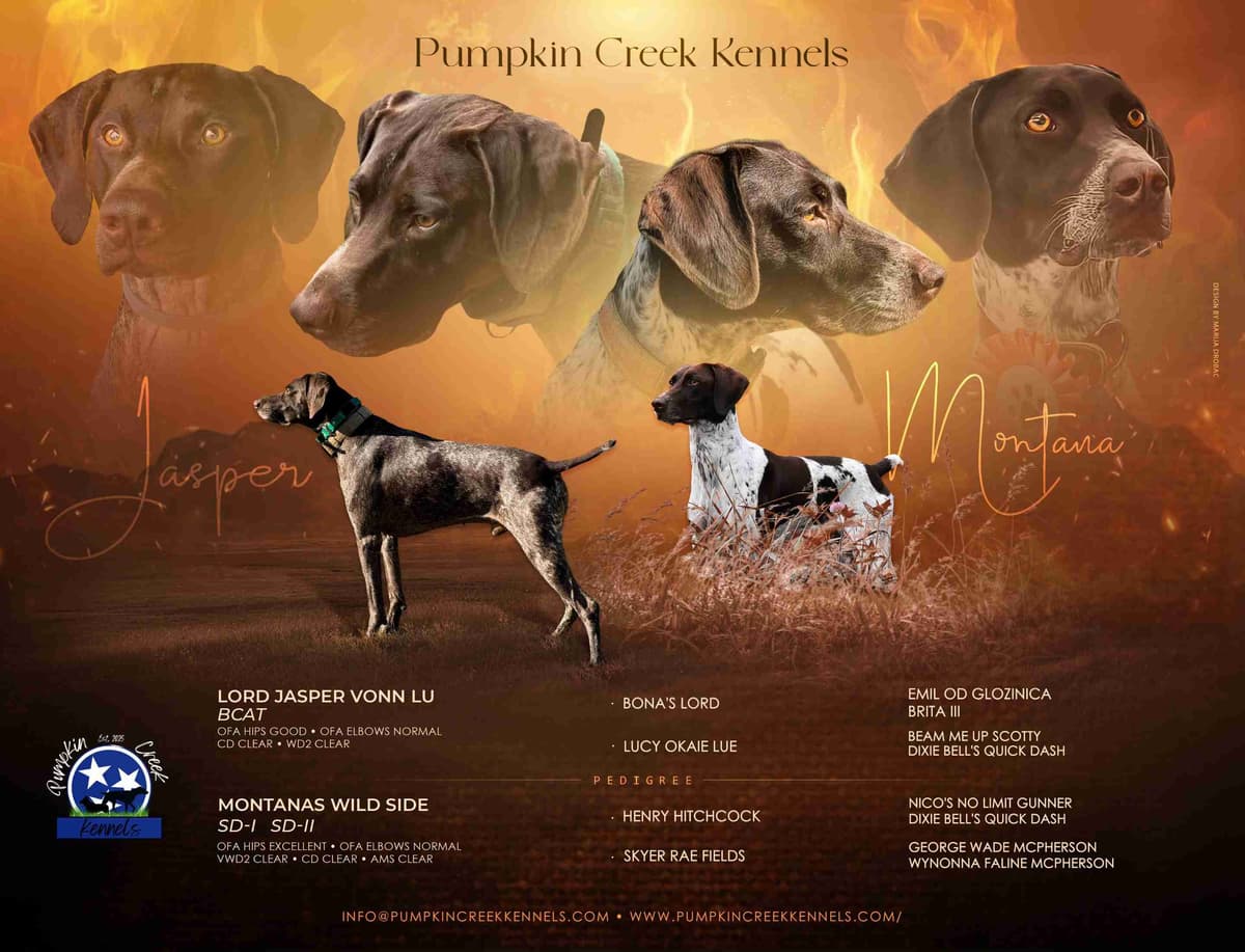 German Shorthaired Pointer Puppies breeder image 2