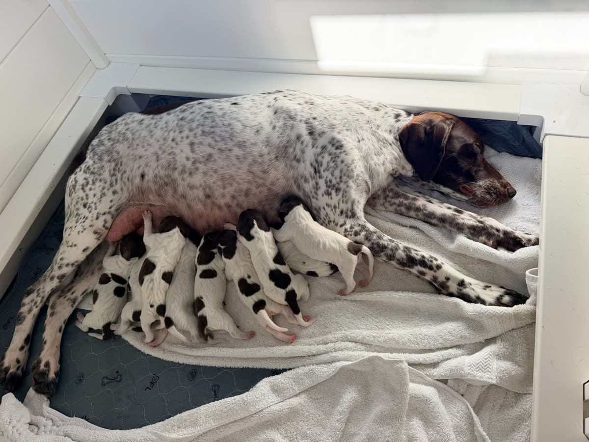 German Shorthaired Pointer Puppies breeder image 3