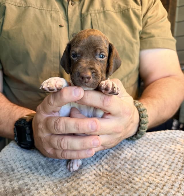 German Shorthaired Pointer Puppies media 2