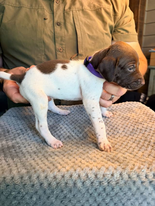 German Shorthaired Pointer Puppies media 3