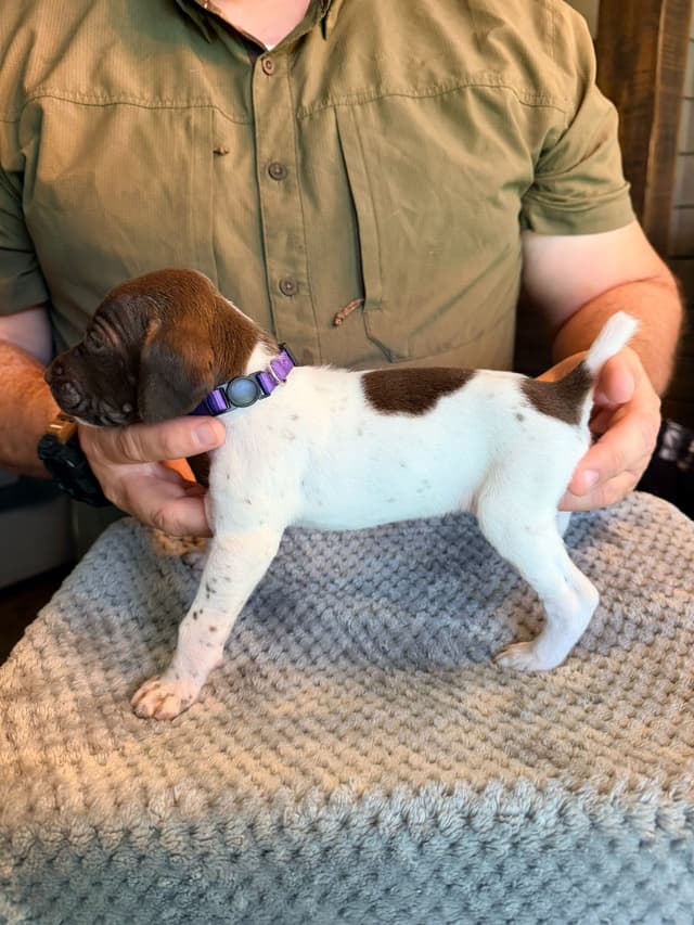 German Shorthaired Pointer Puppies media 4