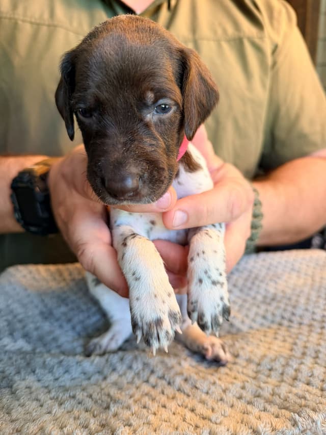 German Shorthaired Pointer Puppies media 5