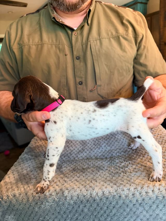 German Shorthaired Pointer Puppies media 7
