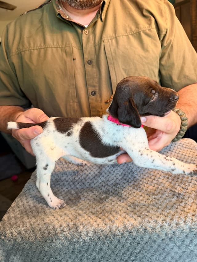 German Shorthaired Pointer Puppies media 6