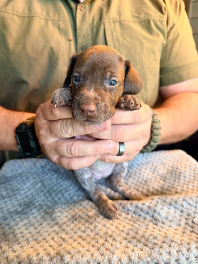 German Shorthaired Pointer Puppies media 8