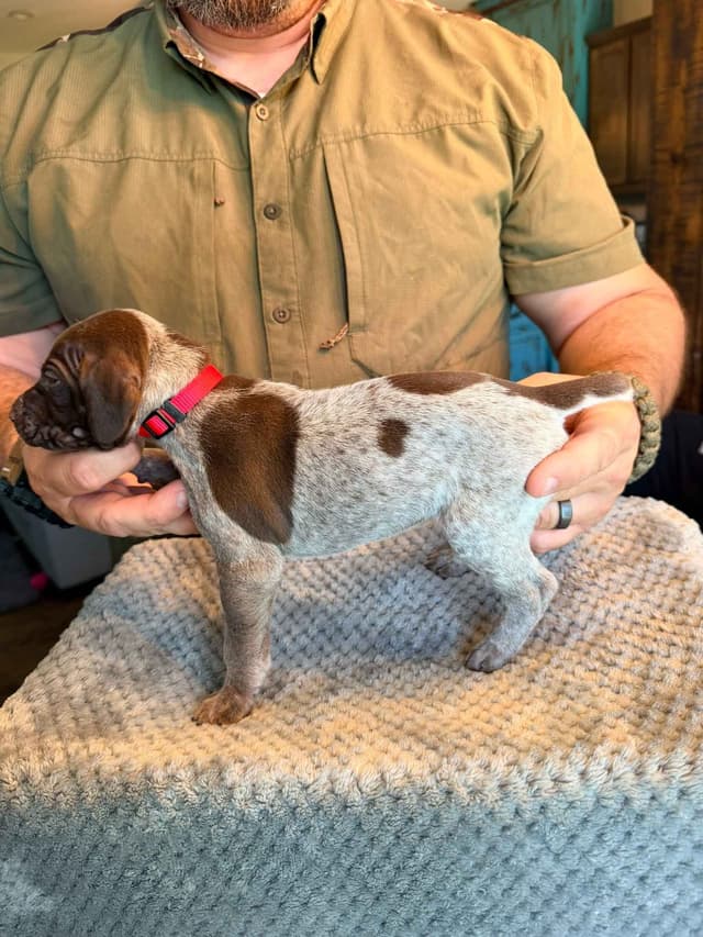German Shorthaired Pointer Puppies media 10