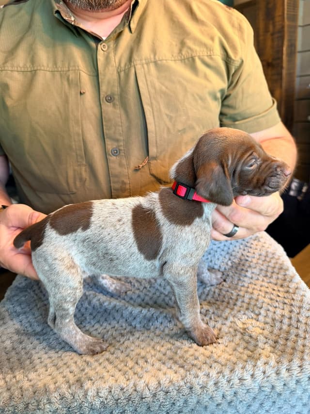 German Shorthaired Pointer Puppies media 9