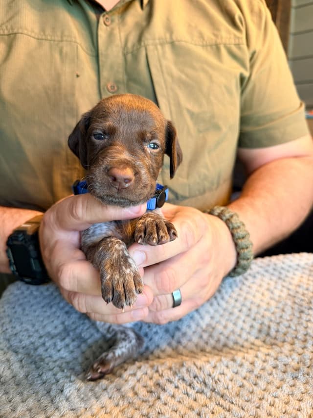 German Shorthaired Pointer Puppies media 11