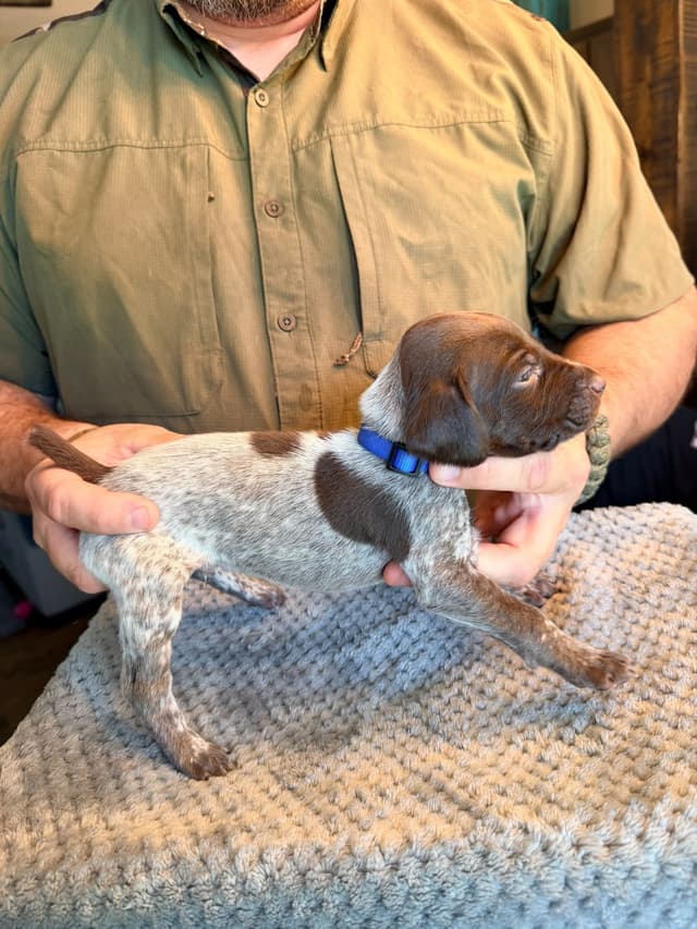 German Shorthaired Pointer Puppies media 12