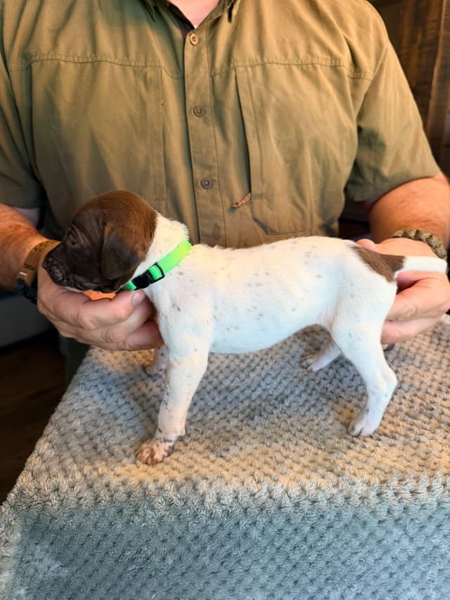 German Shorthaired Pointer Puppies media 16