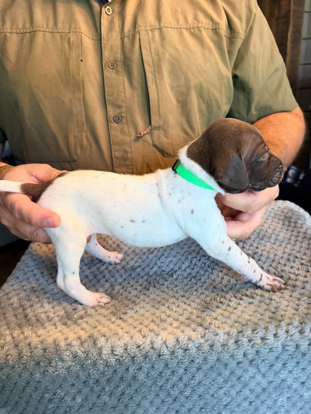 German Shorthaired Pointer Puppies media 15