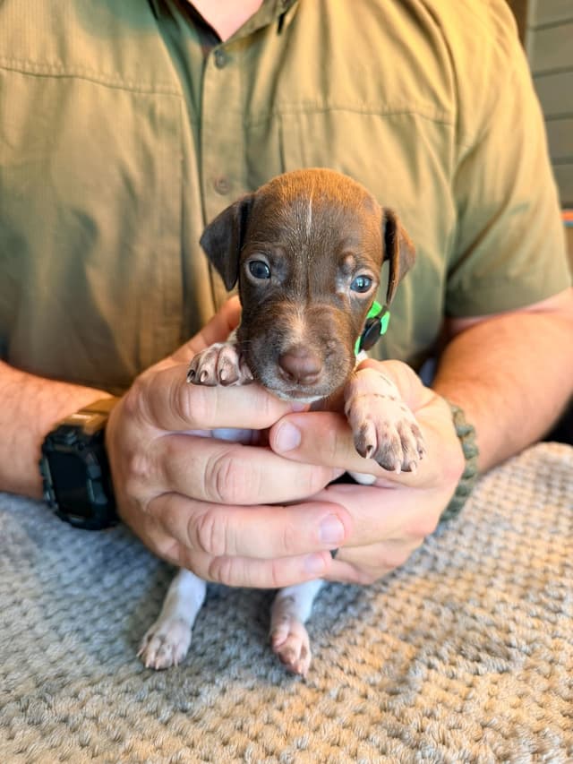 German Shorthaired Pointer Puppies media 14