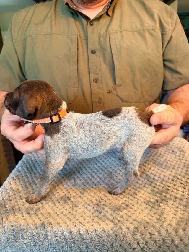 German Shorthaired Pointer Puppies media 19