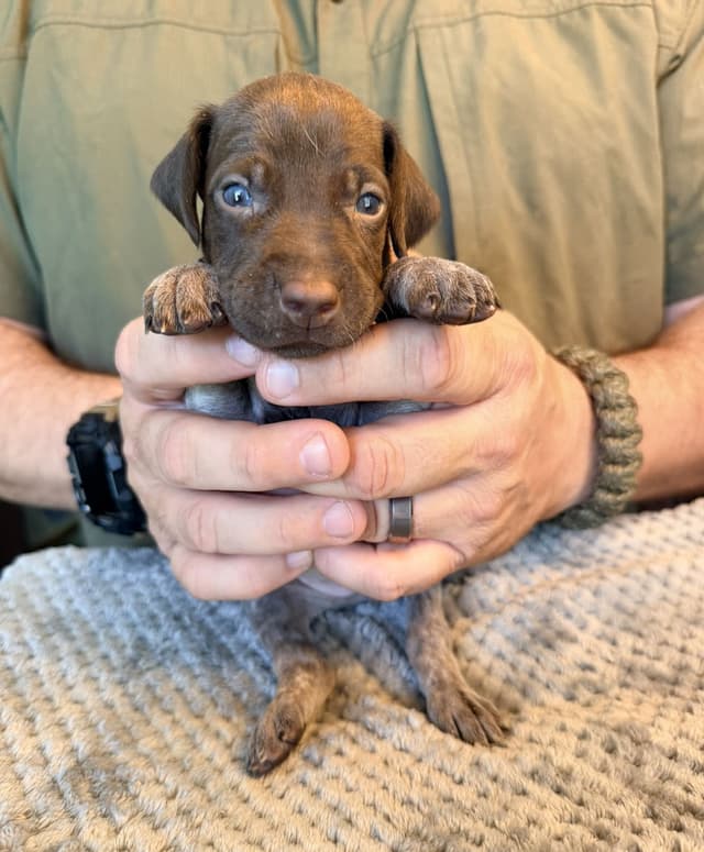 German Shorthaired Pointer Puppies media 17