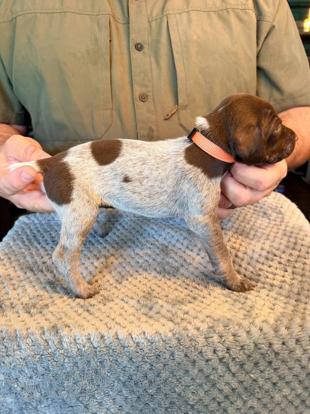 German Shorthaired Pointer Puppies media 18