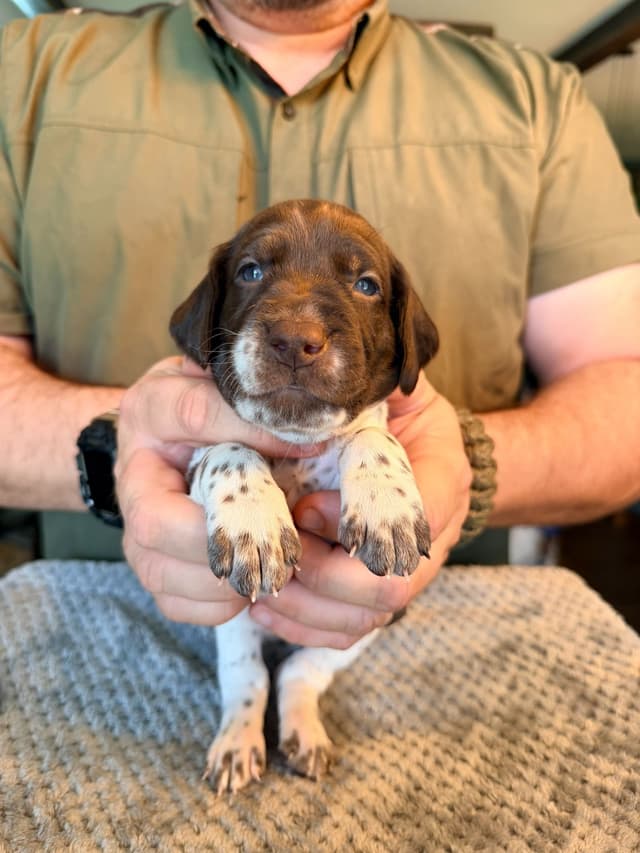 German Shorthaired Pointer Puppies media 20