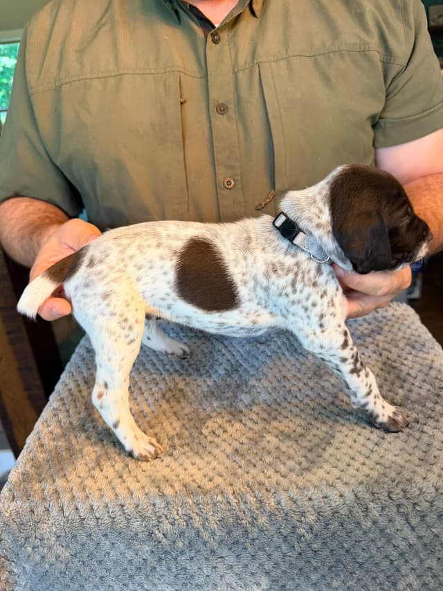 German Shorthaired Pointer Puppies media 21