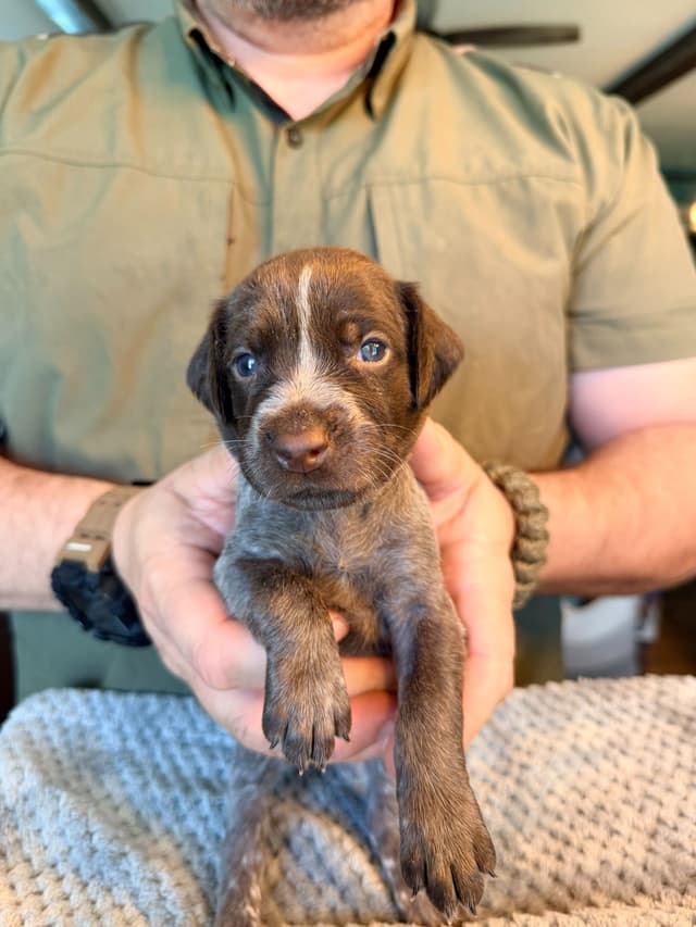 German Shorthaired Pointer Puppies media 23