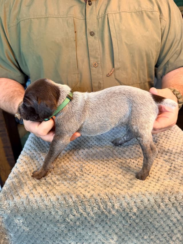 German Shorthaired Pointer Puppies media 25
