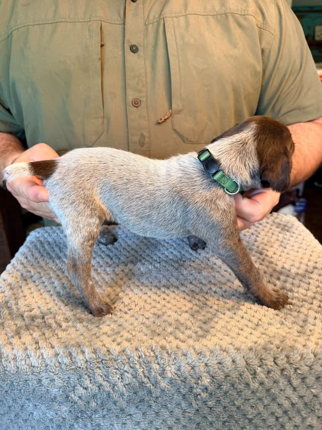 German Shorthaired Pointer Puppies media 24