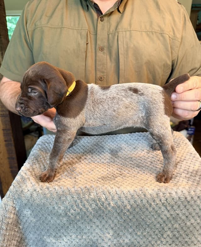 German Shorthaired Pointer Puppies media 28